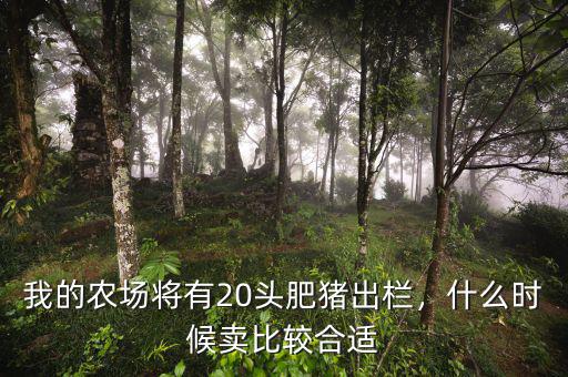 我的農場將有20頭肥豬出欄，什么時候賣比較合適