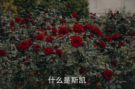 海洋核動(dòng)力平臺(tái)是什么，什么是斯凱