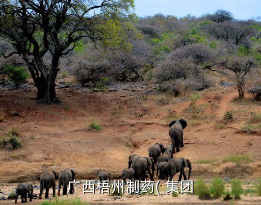 中恒集團簡介,恒信集團簡介