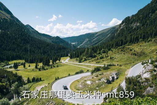 石家莊那里賣(mài)玉米種smc859