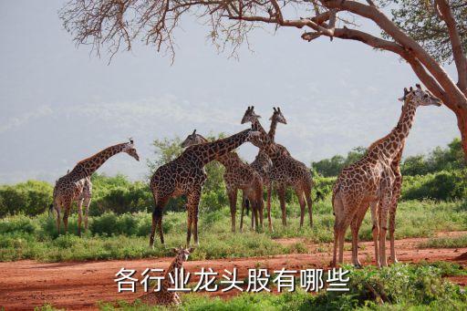 南?？萍脊善贝a,商湯科技股票代碼多少