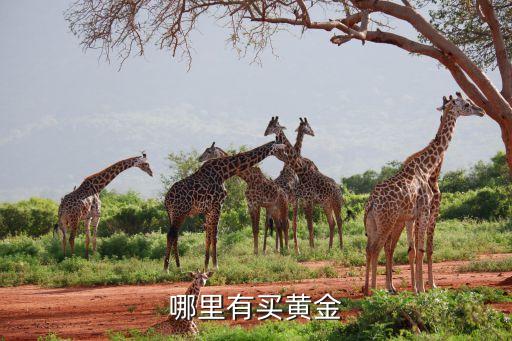 哪里有買(mǎi)黃金